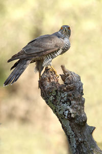 Close-up of bird perching on a tree