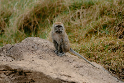 Meerkat on land