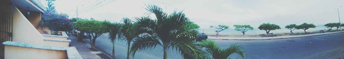 palm tree