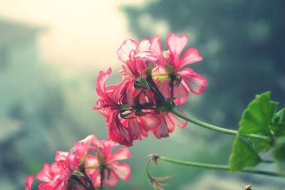 Close-up of flowers blooming outdoors
