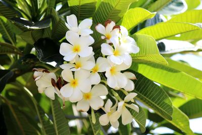 Close-up of white flowers