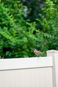 Bird perching on railing against trees