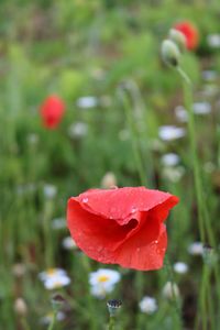 Close-up of red rose