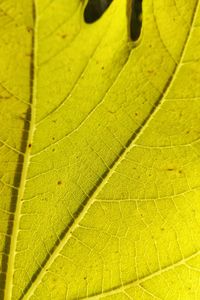 Close-up of yellow leaf