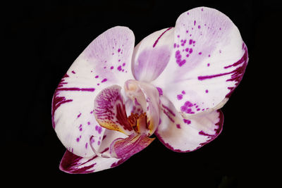 Close-up of pink flowers against black background