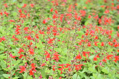 Close-up of red flowers blooming outdoors