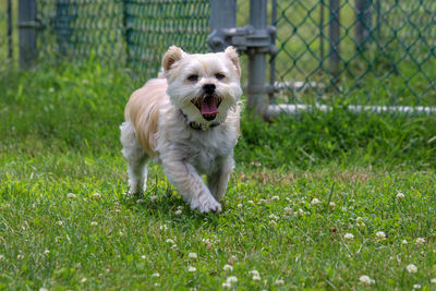 Dog running in grass