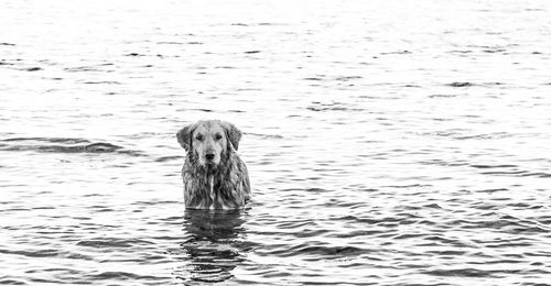 Portrait of dog swimming in sea