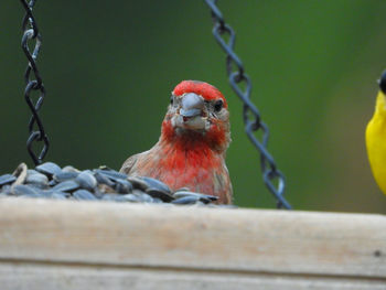 Close-up of bird perching on wood