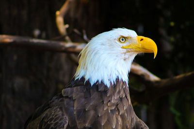 Close-up of eagle