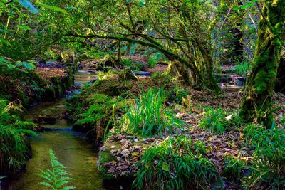 Stream amidst trees in forest