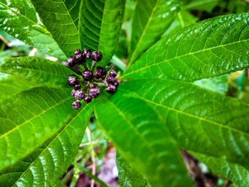 Close-up of insect on plant