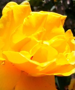 Close-up of yellow rose