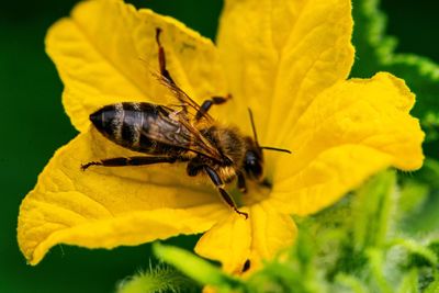 Close-up of butterfly pollinating on yellow flower