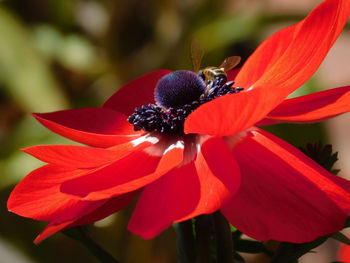 Close-up of bee pollinating on flower