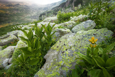 Close-up of flowers growing on rock