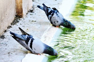 Close-up of bird in water