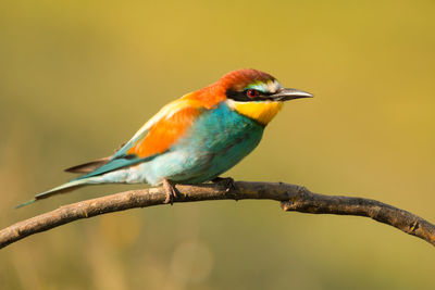 Close-up of bird perching on branch