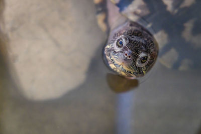 Close-up portrait of a lizard