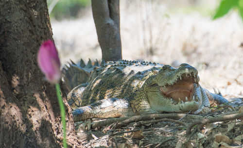 Close-up of lizard on tree trunk