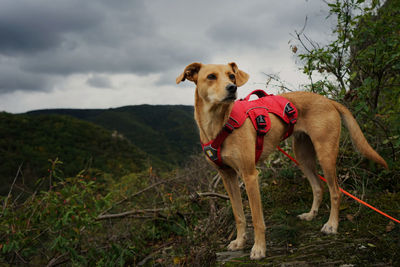 Portrait of dog standing on land against sky