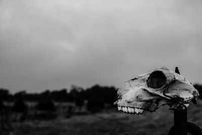 Close-up of skull against sky