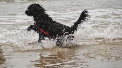 Dog running in water