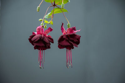 Close-up of red flowering plant