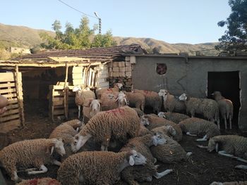 View of sheep on building