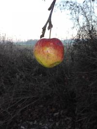 Close-up of apple on tree