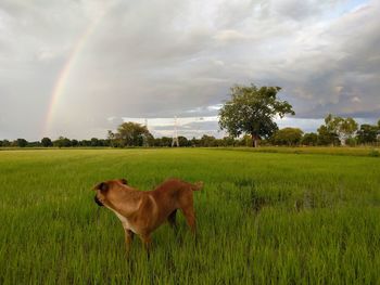 Scenic view of green field against sky