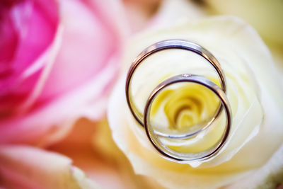 Close-up of rose in glass