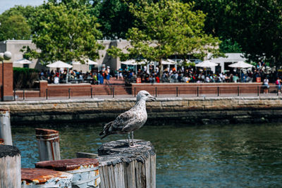 Seagulls perching on wooden post by lake