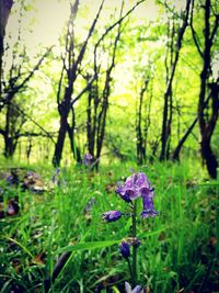 Close-up of purple flowers blooming in forest