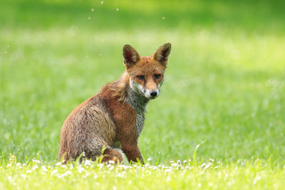 Portrait of fox sitting on grassy field