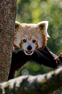 Close-up portrait of an animal