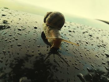 Close-up of snail on wet surface