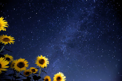 Low angle view of yellow flowers against star field