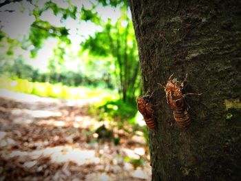 Close-up of a tree trunk