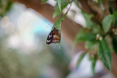 Close-up of butterfly pollinating