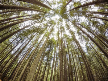 Low angle view of bamboo trees in forest