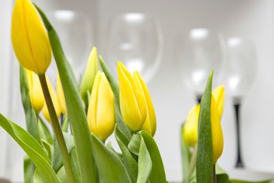 Close-up of flowers