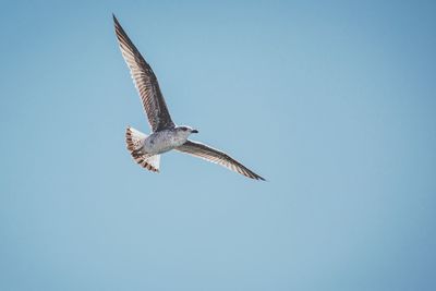 Low angle view of seagull flying against clear blue sky