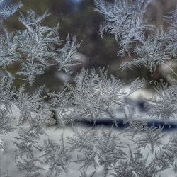 Trees in water