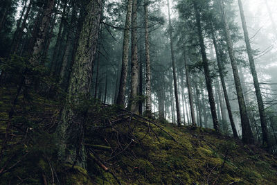 Trees in forest