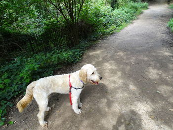 Dog on the road