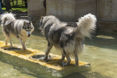 Dog standing in water