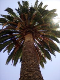 Low angle view of palm tree against sky