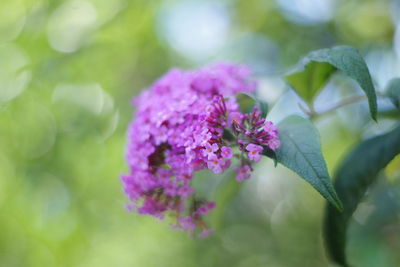 Close-up of pink flowering plant