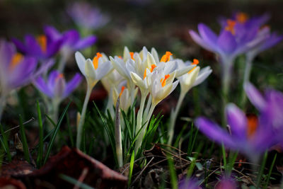Close-up of purple crocus flowers on field